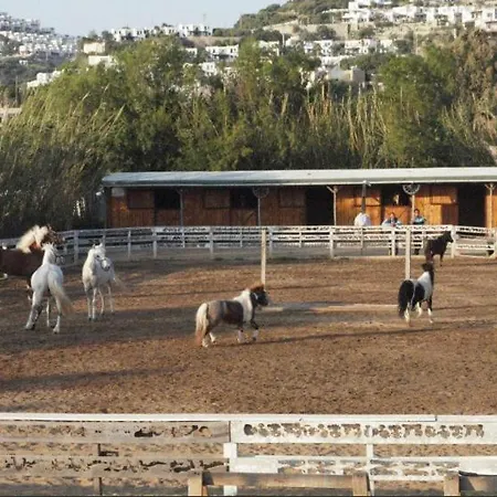 Equestrian And Beach Club-3